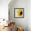 Sunflower (Helianthus Annuus)-Cristina-Framed Premium Photographic Print displayed on a wall