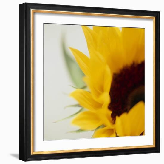 Sunflower (Helianthus Annuus)-Cristina-Framed Premium Photographic Print