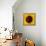 Sunflower (Helianthus Annuus)-Cristina-Framed Premier Image Canvas displayed on a wall