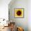 Sunflower (Helianthus Annuus)-Cristina-Framed Premium Photographic Print displayed on a wall