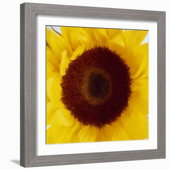 Sunflower (Helianthus Annuus)-Cristina-Framed Premium Photographic Print