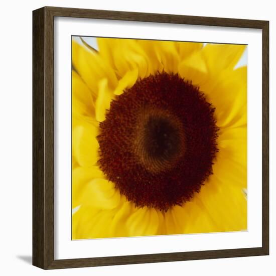 Sunflower (Helianthus Annuus)-Cristina-Framed Premium Photographic Print