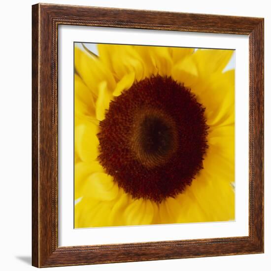 Sunflower (Helianthus Annuus)-Cristina-Framed Premium Photographic Print