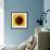 Sunflower (Helianthus Annuus)-Cristina-Framed Premium Photographic Print displayed on a wall