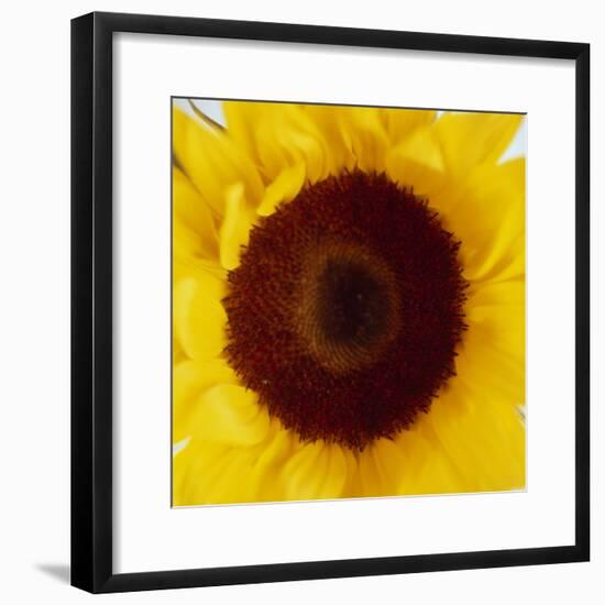 Sunflower (Helianthus Annuus)-Cristina-Framed Premium Photographic Print