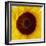 Sunflower (Helianthus Annuus)-Cristina-Framed Premium Photographic Print