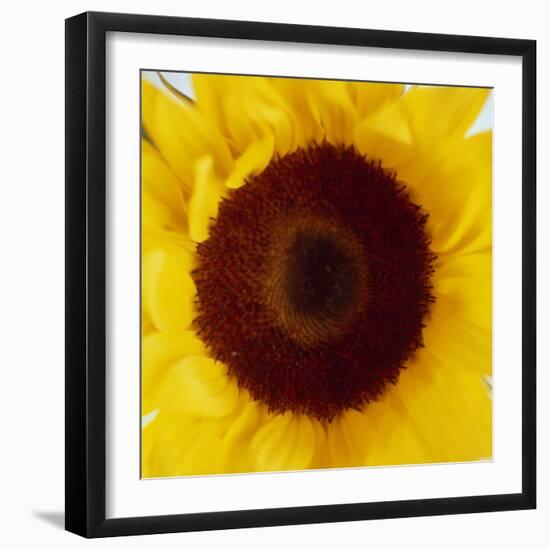 Sunflower (Helianthus Annuus)-Cristina-Framed Premium Photographic Print