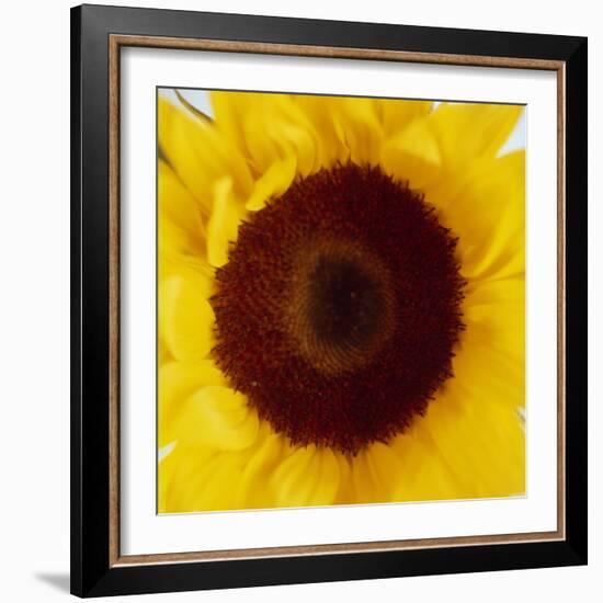 Sunflower (Helianthus Annuus)-Cristina-Framed Premium Photographic Print