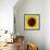 Sunflower (Helianthus Annuus)-Cristina-Framed Premium Photographic Print displayed on a wall