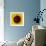 Sunflower (Helianthus Annuus)-Cristina-Framed Premium Photographic Print displayed on a wall