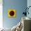 Sunflower (Helianthus Annuus)-Cristina-Mounted Premium Photographic Print displayed on a wall