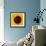 Sunflower (Helianthus Annuus)-Cristina-Framed Premium Photographic Print displayed on a wall