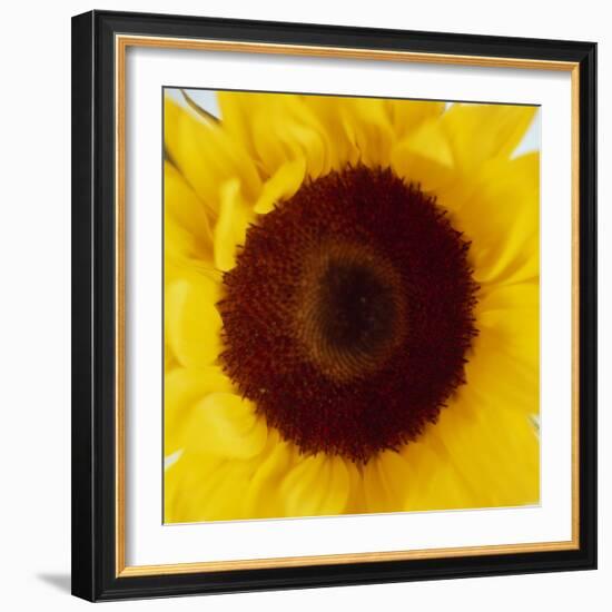 Sunflower (Helianthus Annuus)-Cristina-Framed Premium Photographic Print