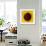 Sunflower (Helianthus Annuus)-Cristina-Framed Photographic Print displayed on a wall