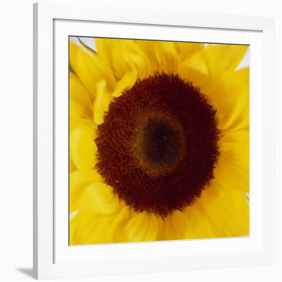 Sunflower (Helianthus Annuus)-Cristina-Framed Photographic Print