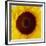 Sunflower (Helianthus Annuus)-Cristina-Framed Photographic Print