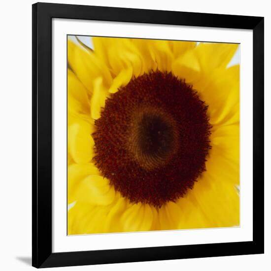 Sunflower (Helianthus Annuus)-Cristina-Framed Photographic Print