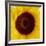 Sunflower (Helianthus Annuus)-Cristina-Framed Photographic Print