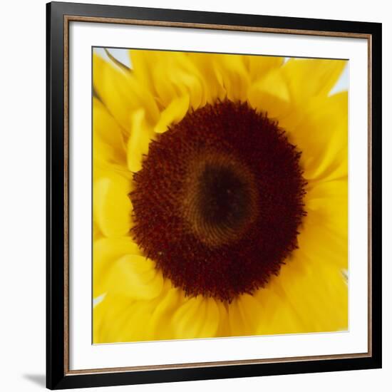 Sunflower (Helianthus Annuus)-Cristina-Framed Photographic Print