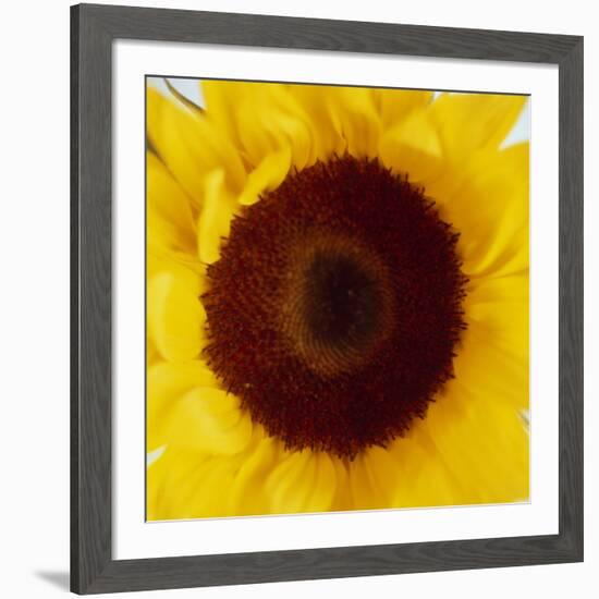 Sunflower (Helianthus Annuus)-Cristina-Framed Photographic Print