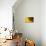 Sunflower, Helianthus (photo)-null-Premium Photographic Print displayed on a wall