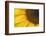 Sunflower, Helianthus (photo)-null-Framed Photographic Print