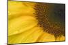 Sunflower, Helianthus (photo)-null-Mounted Photographic Print