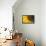 Sunflower, Helianthus (photo)-null-Framed Premier Image Canvas displayed on a wall