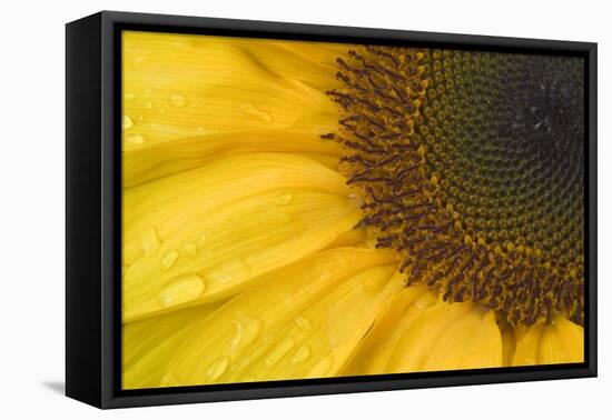 Sunflower, Helianthus (photo)-null-Framed Premier Image Canvas