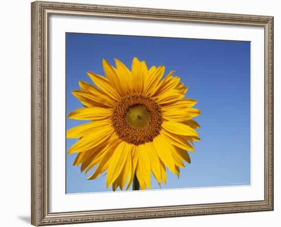 Sunflower, Helianthus Spec. Bielefeld, NRW, Germany-Thorsten Milse-Framed Photographic Print