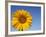 Sunflower, Helianthus Spec. Bielefeld, NRW, Germany-Thorsten Milse-Framed Photographic Print