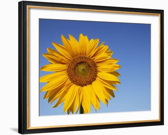 Sunflower, Helianthus Spec. Bielefeld, NRW, Germany-Thorsten Milse-Framed Photographic Print