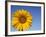 Sunflower, Helianthus Spec. Bielefeld, NRW, Germany-Thorsten Milse-Framed Photographic Print