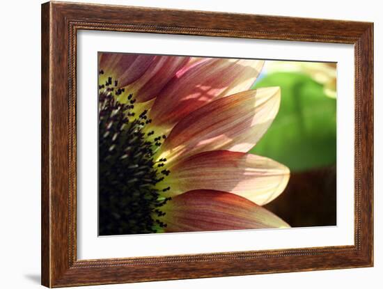 Sunflower I-Tammy Putman-Framed Photographic Print
