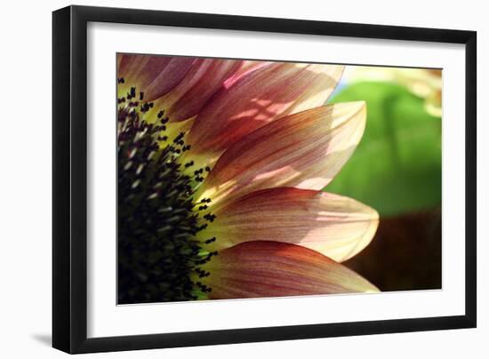 Sunflower I-Tammy Putman-Framed Photographic Print