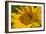 Sunflower I-Lee Peterson-Framed Photo
