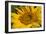 Sunflower I-Lee Peterson-Framed Photo