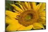 Sunflower I-Lee Peterson-Mounted Photo