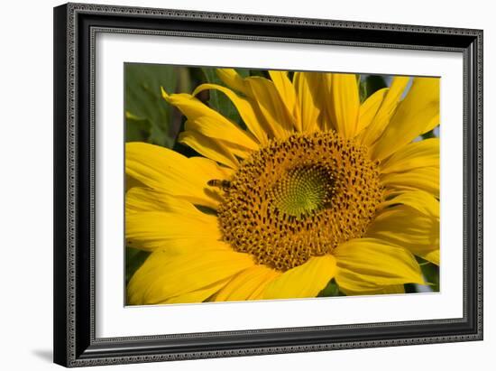 Sunflower I-Lee Peterson-Framed Photo