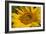 Sunflower I-Lee Peterson-Framed Photo