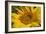 Sunflower I-Lee Peterson-Framed Photo