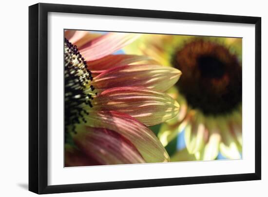 Sunflower II-Tammy Putman-Framed Photographic Print