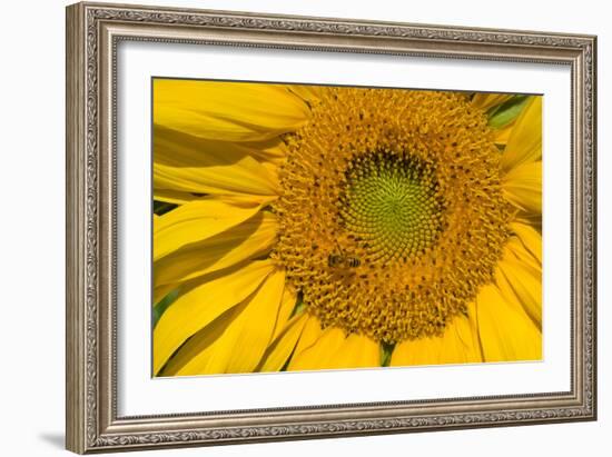 Sunflower II-Lee Peterson-Framed Photo