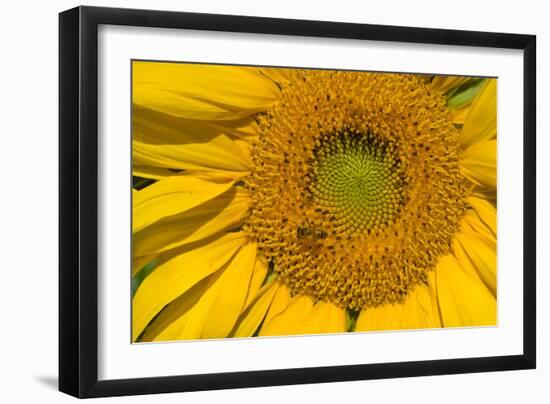 Sunflower II-Lee Peterson-Framed Photo