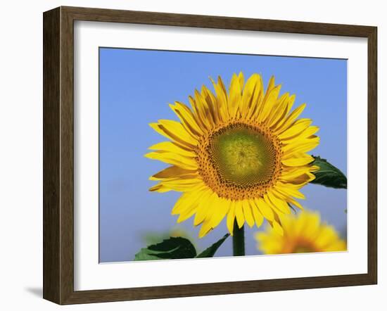 Sunflower, Illinois, USA-Lynn M. Stone-Framed Photographic Print