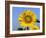 Sunflower, Illinois, USA-Lynn M. Stone-Framed Photographic Print