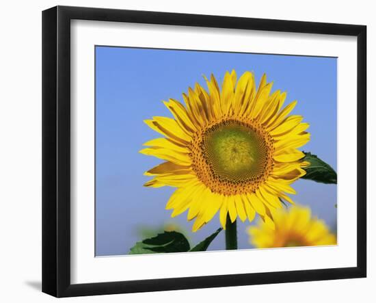 Sunflower, Illinois, USA-Lynn M. Stone-Framed Photographic Print