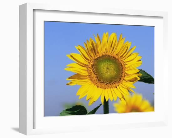 Sunflower, Illinois, USA-Lynn M. Stone-Framed Photographic Print