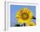 Sunflower, Illinois, USA-Lynn M. Stone-Framed Photographic Print