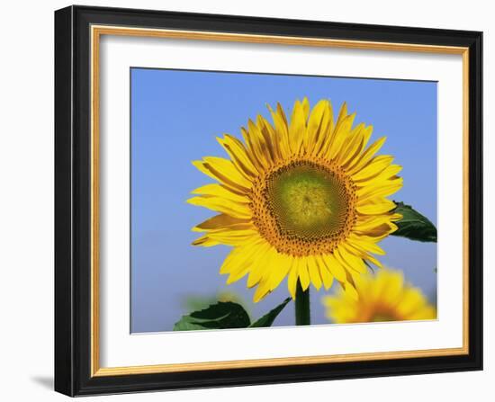 Sunflower, Illinois, USA-Lynn M. Stone-Framed Photographic Print